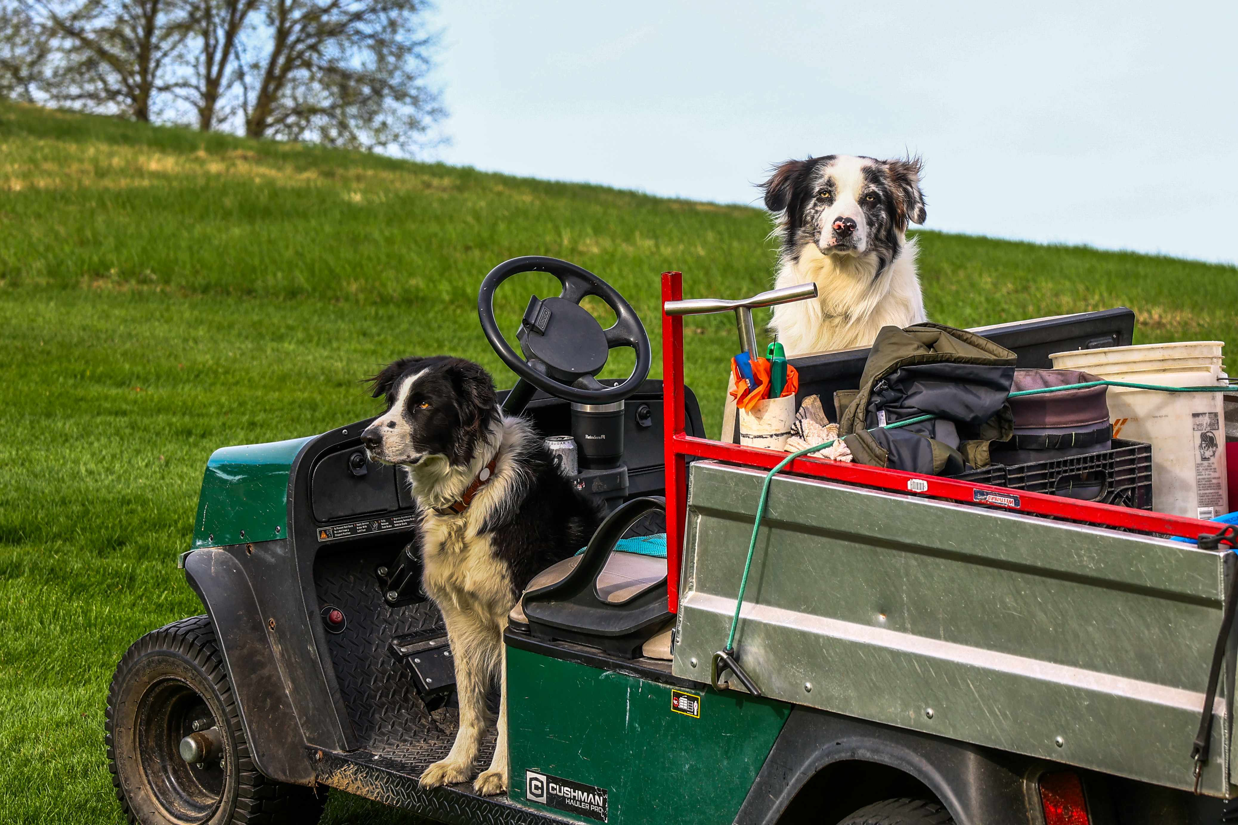 Course dogs on the job at the US Open Local Qualifier.